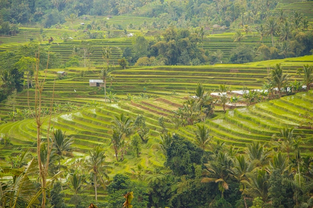 Wiele pól ryżowych w Jatiluwih na Bali. Indonezja