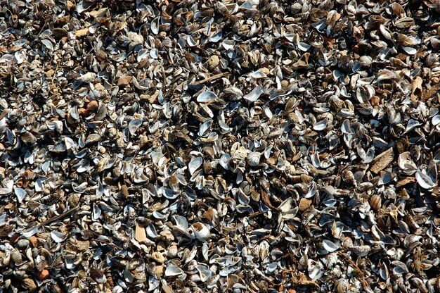 Wiele Połamanych Muszli Gromadzi Się Na Piasku Na Plaży W Widoku Z Bliska Kolekcja Morza