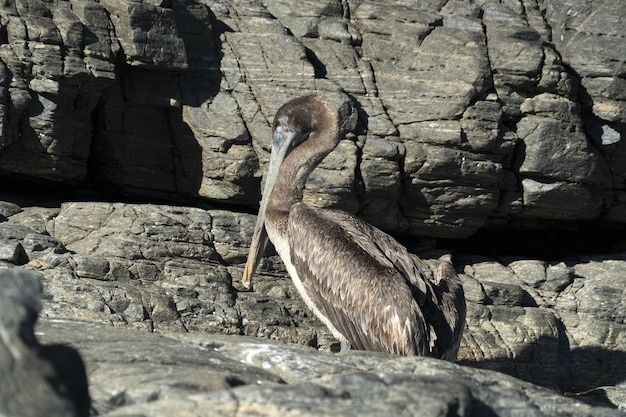 Wiele ptaków pelikany seagull na baja california sur beach punta lobos