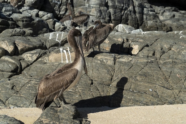 Wiele ptaków pelikany seagull na baja california sur beach punta lobos