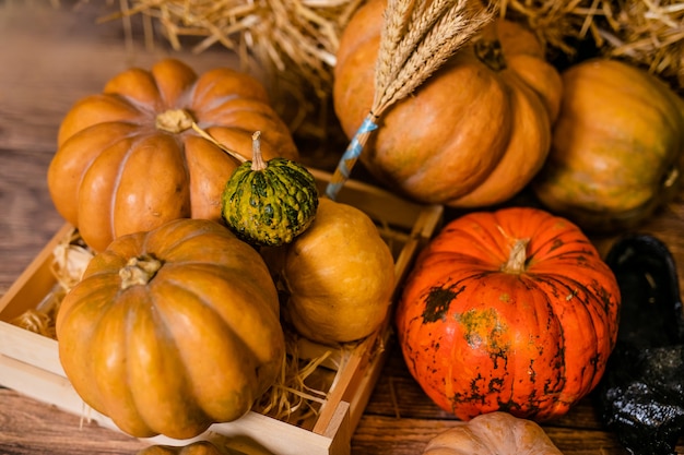 Zdjęcie wiele różnych dynie na podłodze do dekoracji na obchody halloween