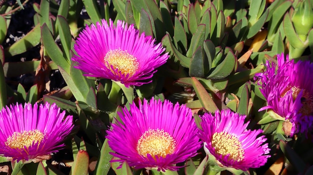 Wiele różowe fioletowe fioletowe kwiaty stokrotki na plaży. Carpobrotus quadrifidus, Aizoaceae, Mediterania