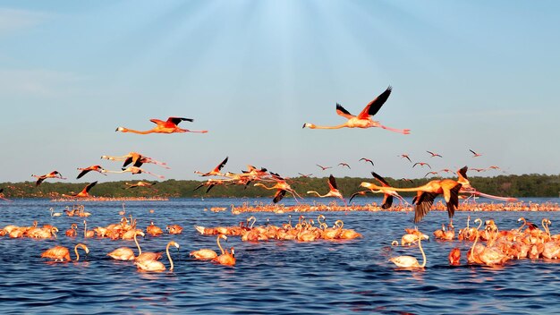 Wiele różowych flamingów w pięknej błękitnej lagunie Meksyk Celestun