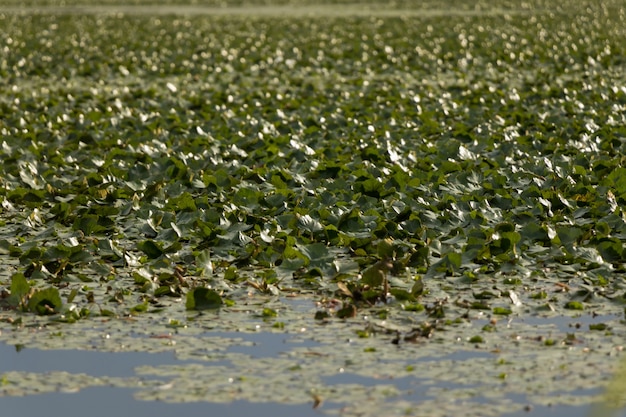 Wiele waterlilies na jeziorze