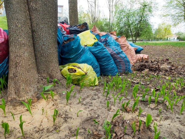 Wiele worków na śmieci z liśćmi na ziemi Czyszczenie liści jesienią w parku Zdjęcie poziome