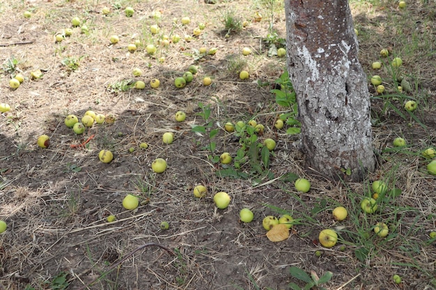 Zdjęcie wiele zepsutych jabłek leży pod jabłonią na ziemi wśród trawy.