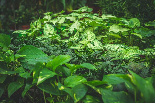 Wiele Zielonych Roślin. Rośliny Zielone Tło. Ogrodnictwo W Szklarni. Ogród Botaniczny, Hodowla Kwiatów, Koncepcja Przemysłu Ogrodniczego