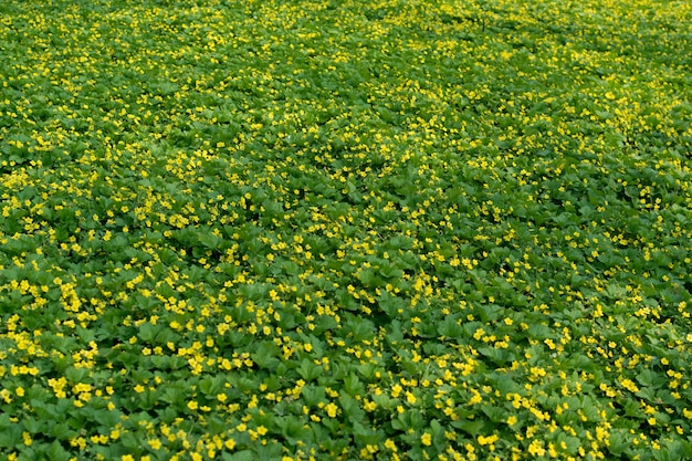 Wiele żółtych kwiatów waldsteinii lub kwitnących jałowych truskawek w wiosennym ogrodzie