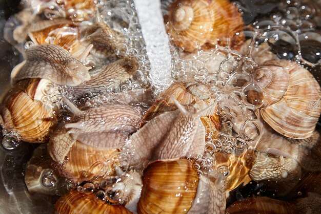 Wiele żywych ślimaków ogrodowych pod bieżącą wodą w pobliżu Mycie ślimaki przed gotowaniem