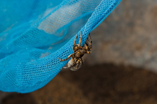 Wielka brzydka skacząca pająk tarantula siedzi na siatce.