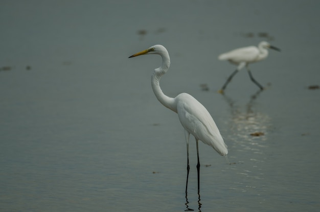 Wielka Egret pozycja w płytkiej zatoczce