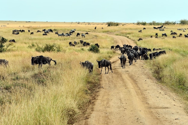 Zdjęcie wielka migracja gnu w masai mara.