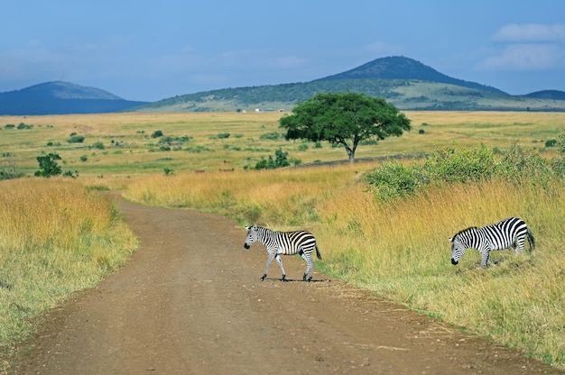 Wielka Migracja Zebr W Masai Mara.