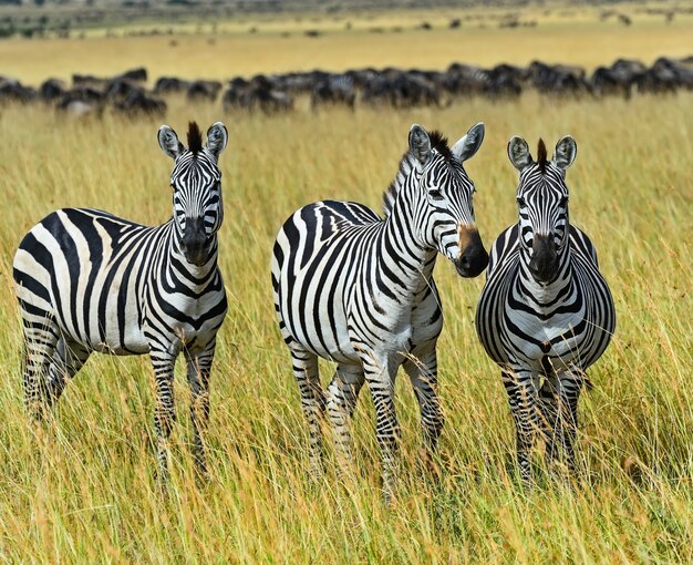 Wielka migracja zebry w Masai Mara