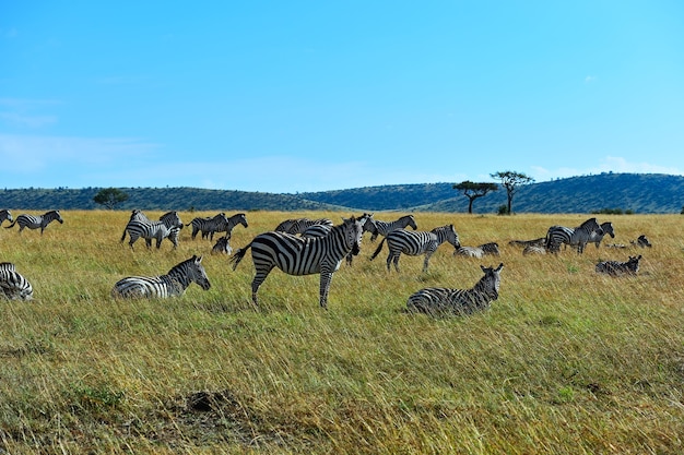 Wielka migracja zebry w Masai Mara