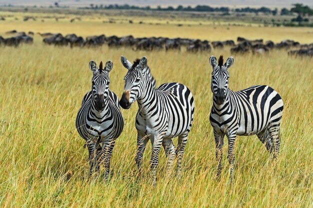 Wielka migracja zebry w Masai Mara