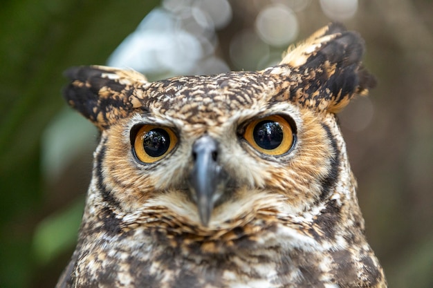 Wielka sowa rogata (Bubo virginianus), znana również jako tygrysia sowa lub puszczyk, jest dużą sową pochodzącą z obu Ameryk.