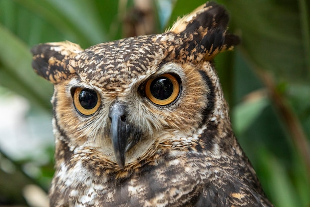 Wielka sowa rogata (Bubo virginianus), znana również jako tygrysia sowa lub puszczyk, jest dużą sową pochodzącą z obu Ameryk.