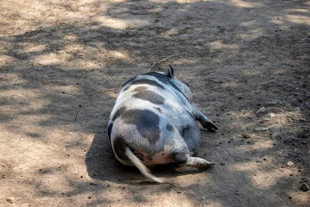 Wielka świnia W Zoo Odpoczywa Na Ziemi