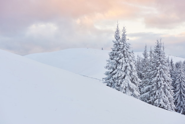 Wielka zima zdjęcie w Karpatach z ośnieżonymi jodłami.
