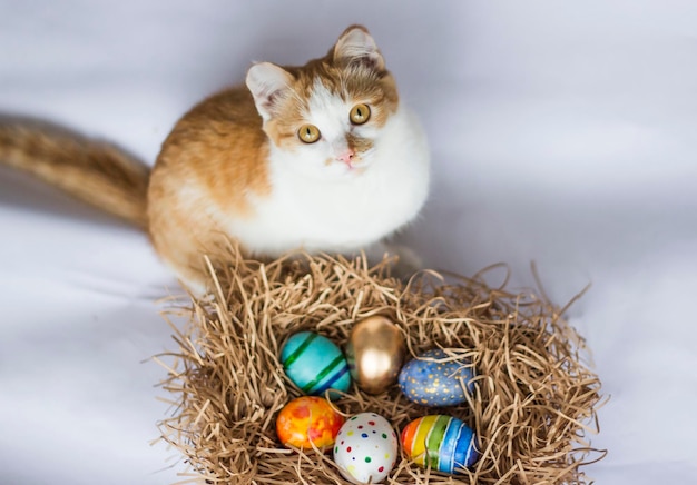 Wielkanocni kolorowi jajka w gniazdeczku i imbirowy kot na białym tle