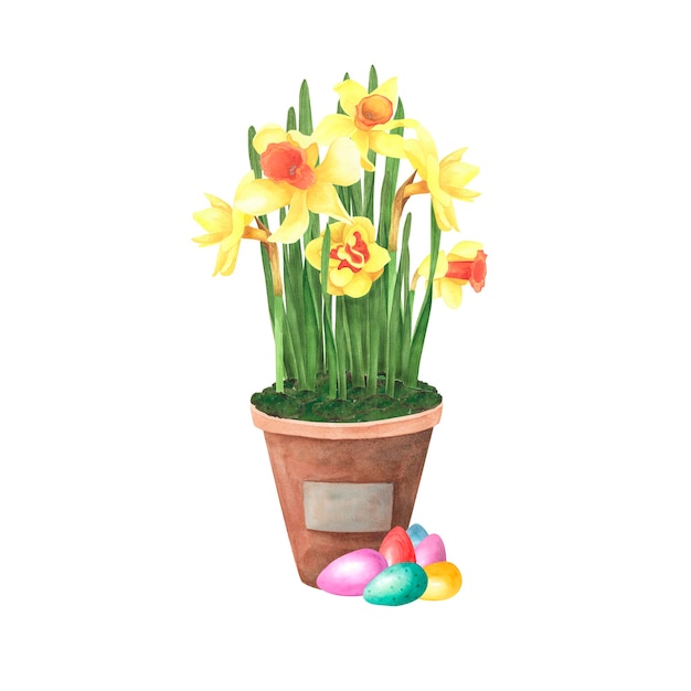 Wielkanocny bukiet żonkili w ceramicznym garnku z kolorowymi jajkami na białym Ilustracja akwarela ręcznie rysowana