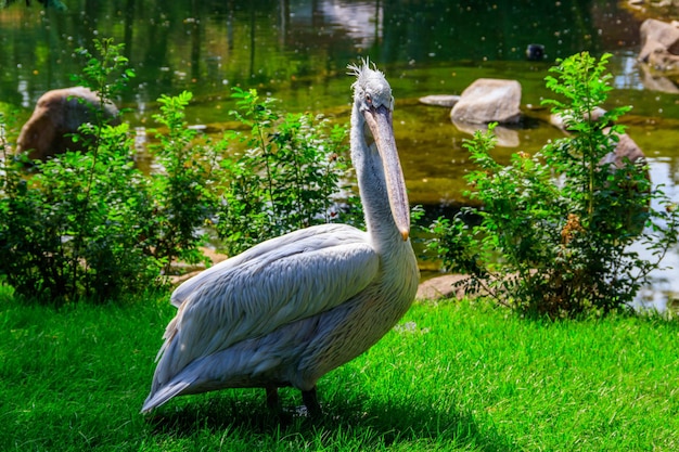 Wielki biały pelikan Pelecanus onocrotalus znany również jako wschodni biały pelikan różowy pelikan lub biały pelikan na brzegu jeziora