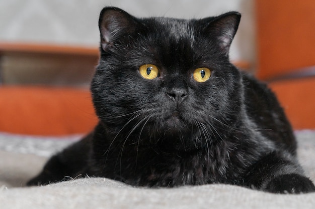 Wielki brytyjski czarny kot leży imponująco i leniwie na kanapie w domu.