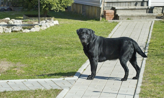 Wielki czarny labrador w letni poranek. Obwód riazański. Rosja