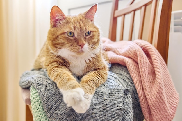 Wielki czerwony kot leży śpiący odpoczywający na krześle z zimą ciepłe dziane rzeczy zimna jesień zimna sezona koncepcja