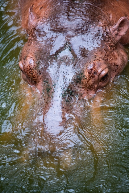 Wielki hipopotam w wodzie