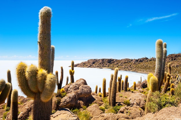 Wielki Kaktus Na Wyspie Incahuasi, Solnisko Salar De Uyuni, Altiplano, Boliwia