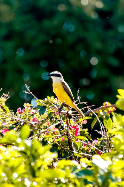 Wielki Kiskadee W Brazylijskiej Przyrodzie, Selektywne Skupienie, Ptak (pitangus Sulphuratus)