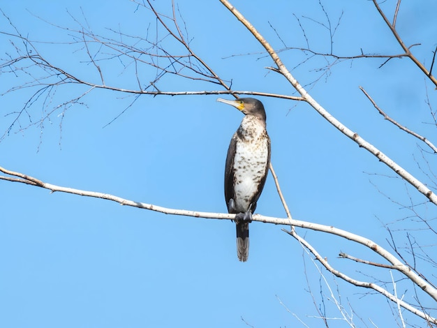 Wielki kormoran na gałęzi na tle nieba