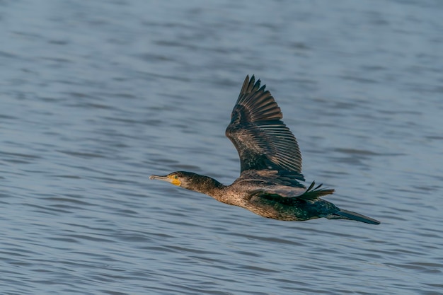 Wielki kormoran (Phalacrocorax carbo) w locie nisko nad wodą