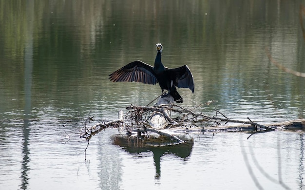 Wielki kormoran znany jako wielki czarny kormoran suszący swoje rozpostarte skrzydła na słońcu