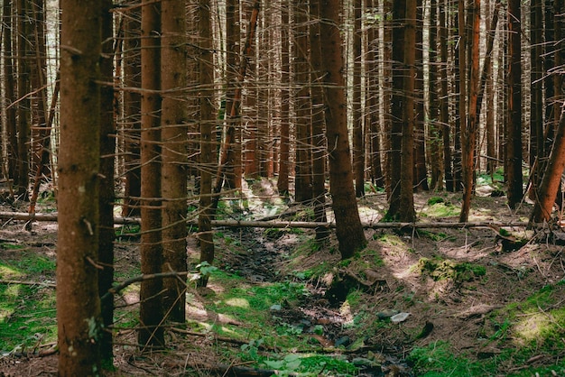 Wielki las z wieloma pniami drzew Wspaniała magiczna sceneria Cień Ogromna perspektywa Spokojny Olbrzymi Ziemia Wysoki korzeń Kraj Sceniczny Lato