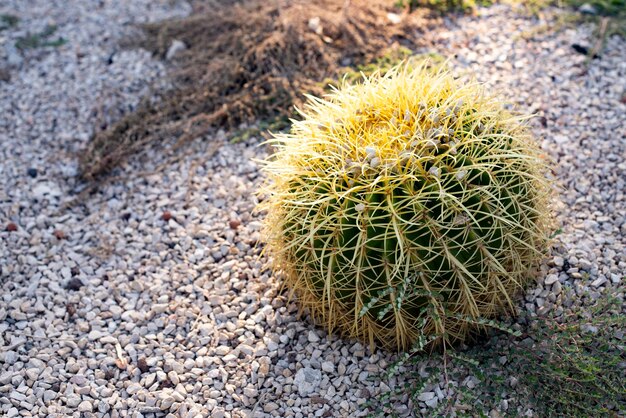 Zdjęcie wielki okrągły kaktus echinocactus gruzoni kroenleinia grusonii na szarym terenie