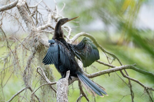 Wielki ptak anhinga spoczywający na gałęzi drzewa na terenach podmokłych na Florydzie