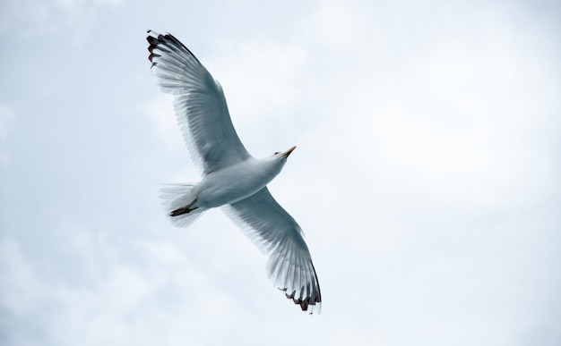 Wielki Seagull Przeciw Chmurnemu Niebu