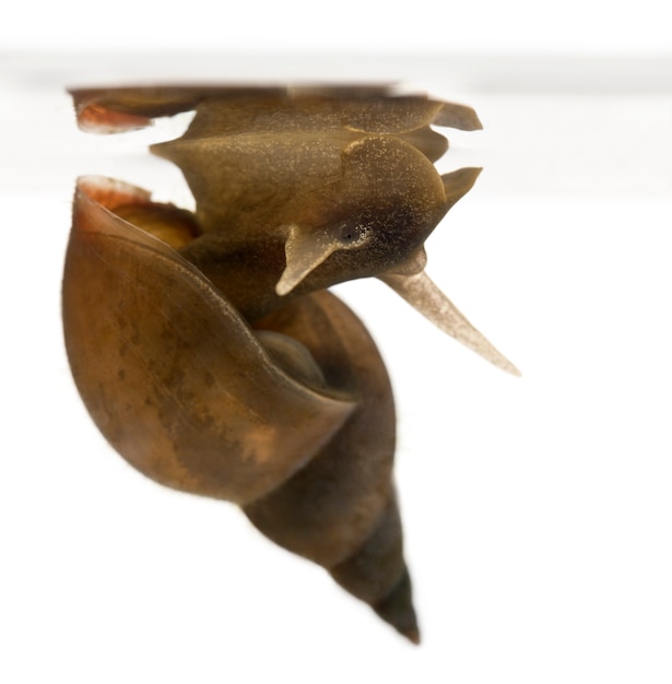 Wielki ślimak stawowy - Lymnaea stagnalis, jest gatunkiem ślimaka słodkowodnego