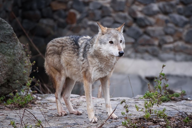 Wielki szary wilk canis lupus w zoo