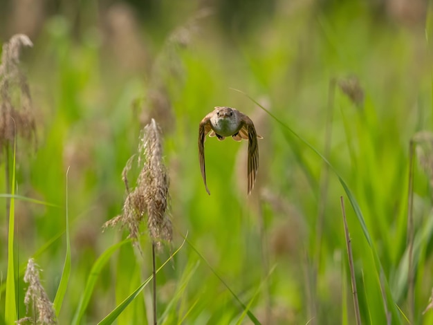 Wielki Warbler Reed rozpoczyna lot ze składanymi skrzydłami