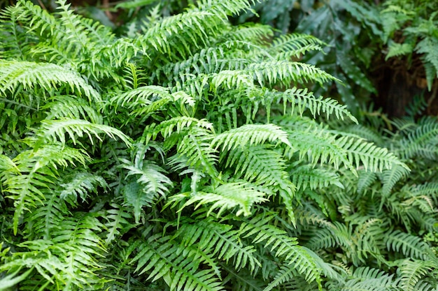 Wielki zielony krzew paproci w leśnych paprociach liście zielone liście tropikalny liść egzotyczna roślina leśna botanika koncepcja dżungle