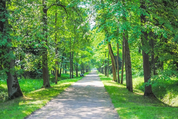 Wielki Zielony Park w Oranienbaum Lomonosov