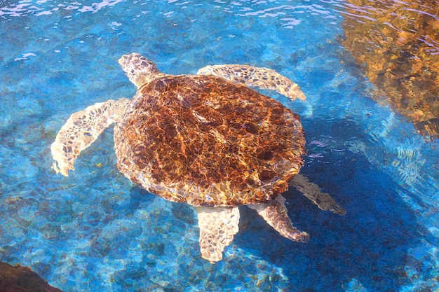 Wielki żółw Olive Ridley pływa pod powierzchnią wody morskiej w dużym stawie w akwarium morskim