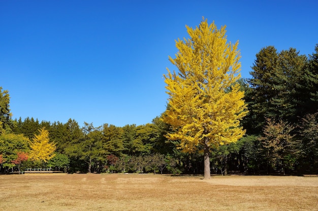 Wielkie Drzewo W Parku Z żółtymi Liśćminatura Tłonami Island Korea