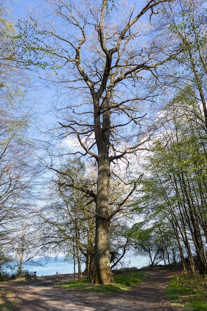 Wielkie drzewo w parku