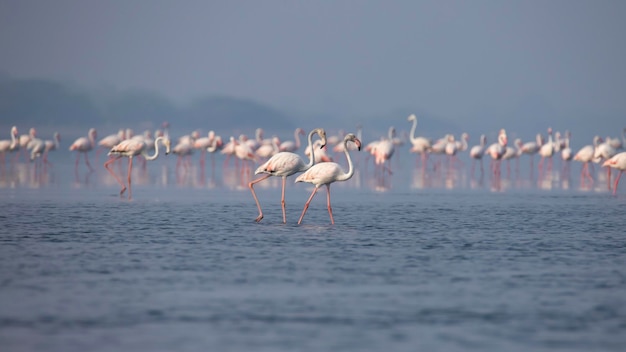 Wielkie Flamingo Lub Flamingo Na Jeziorze W Poszukiwaniu Pożywienia