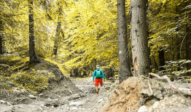 Wielkie góry Fatra ze szczytu Sip Słowacja Letnie naturalne miejsce do wędrówek w pobliżu Dolnego Kubina